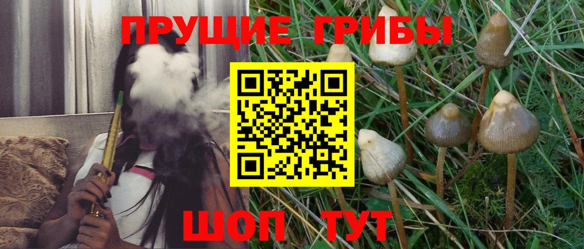 Псилоцибиновые грибы Psilocybine cubensis  хочу наркоту  Шебекино  Псилоцибиновые грибы Cubensis  Вход с VPN 